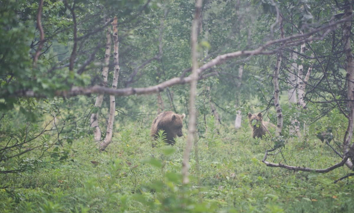 Фото медведицы с медвежонком на Камчатке, август-сентябрь 2023
