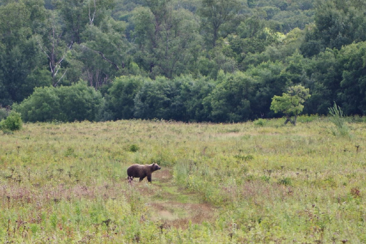 Фото медведя на Камчатке, август-сентябрь 2023
